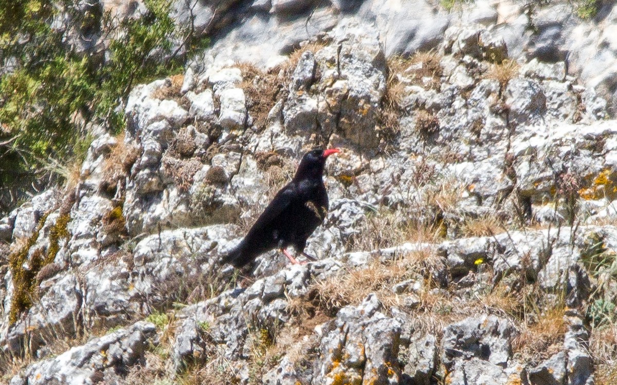 Red-billed Chough - ML569370881