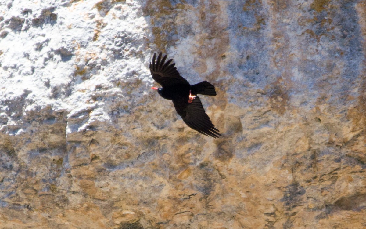 Red-billed Chough - ML569370901