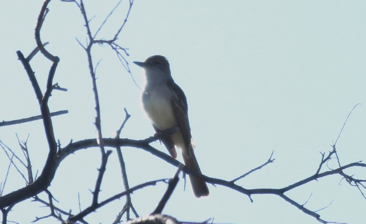 Ash-throated Flycatcher - ML569370931