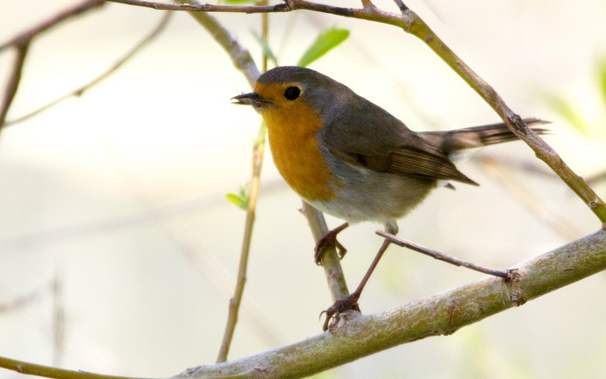 European Robin - ML569371031