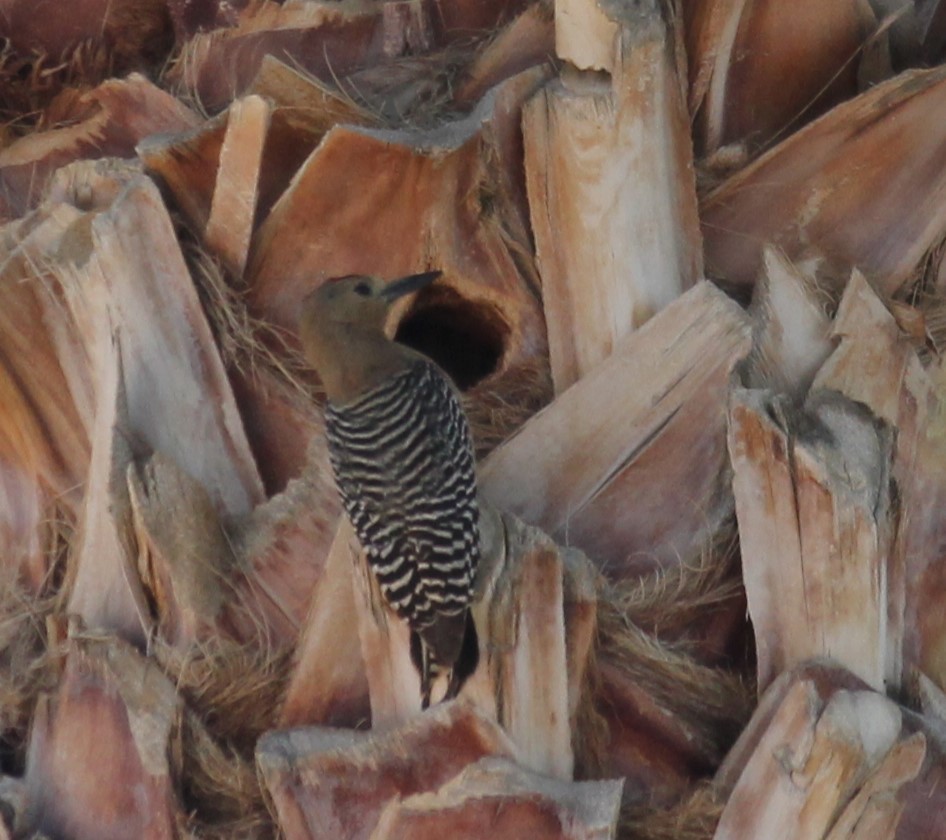 Gila Woodpecker - ML569371051