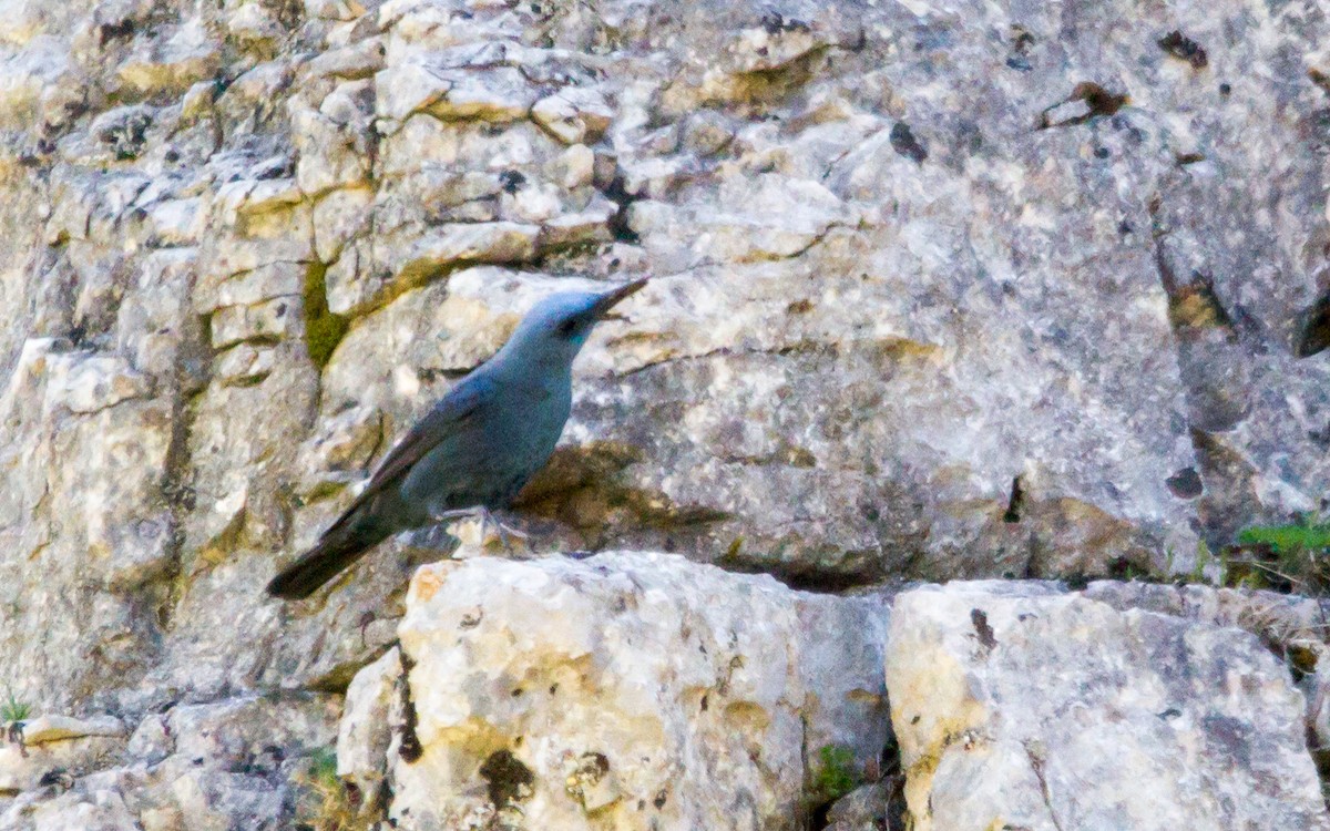 Blue Rock-Thrush - ML569371081