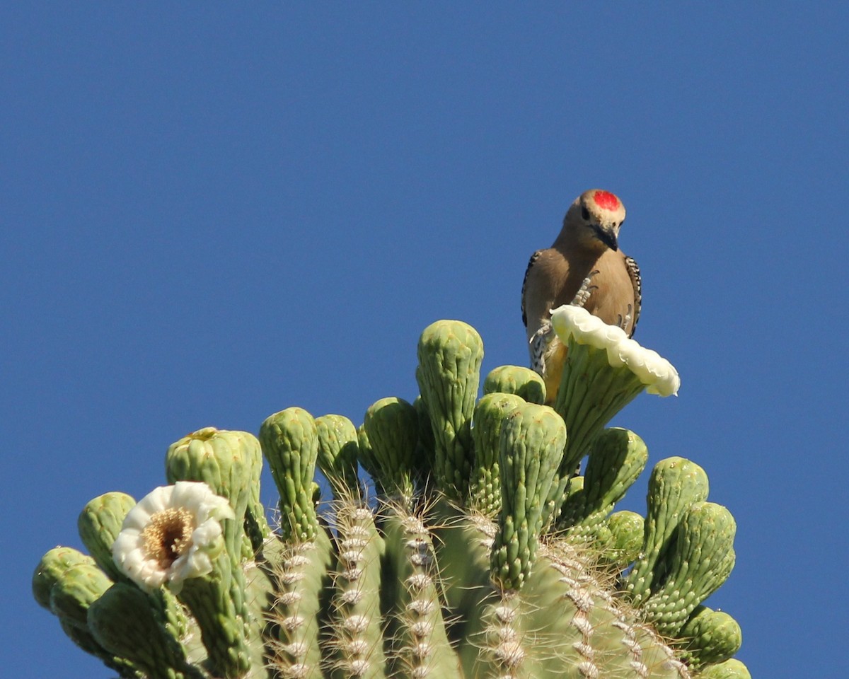 Gila Woodpecker - ML569371151