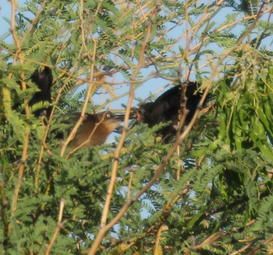 Great-tailed Grackle - ML569371341