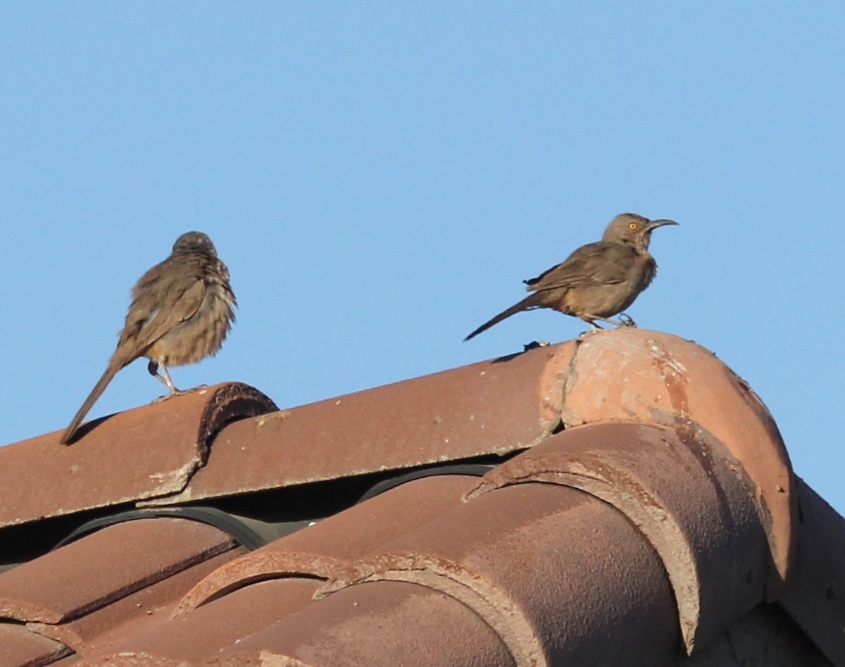 Curve-billed Thrasher - ML569372101