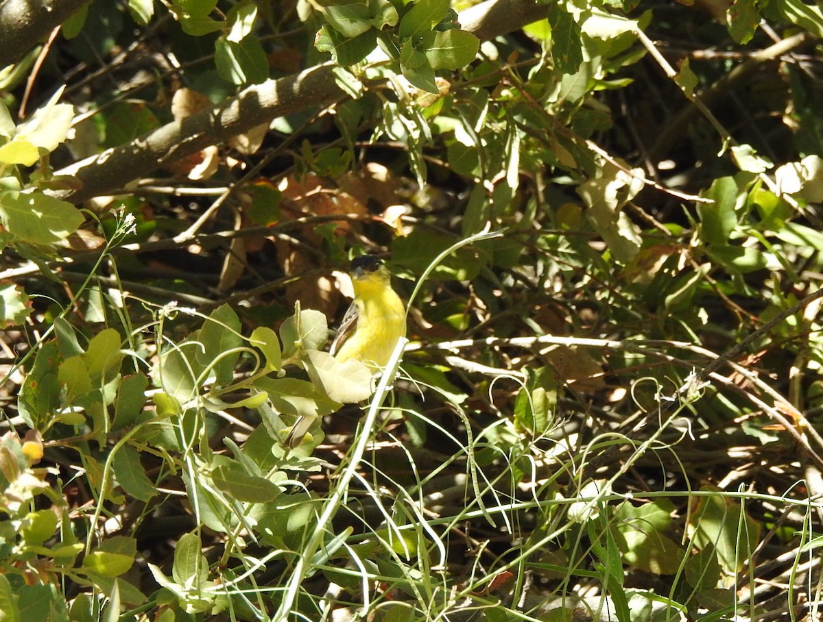 Lesser Goldfinch - ML569372201