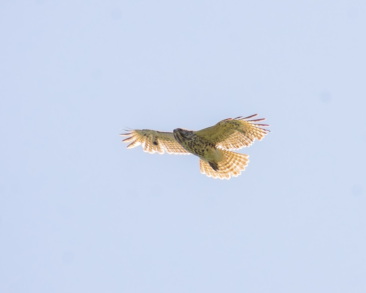 Red-shouldered Hawk - ML569372251