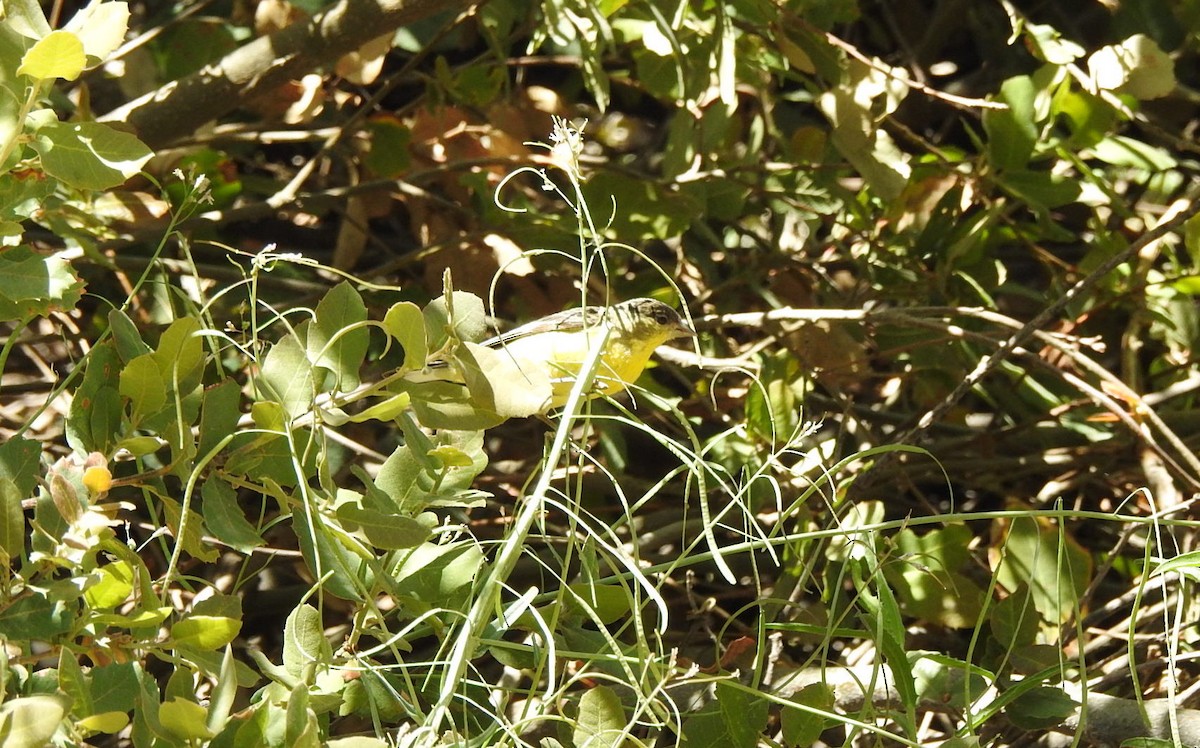 Lesser Goldfinch - ML569372331