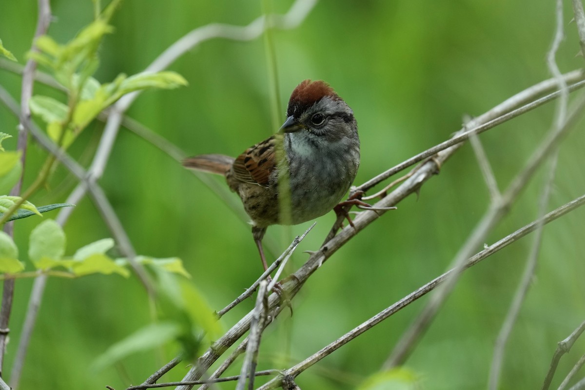 Swamp Sparrow - ML569372631