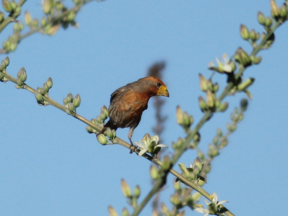 House Finch - ML569372961