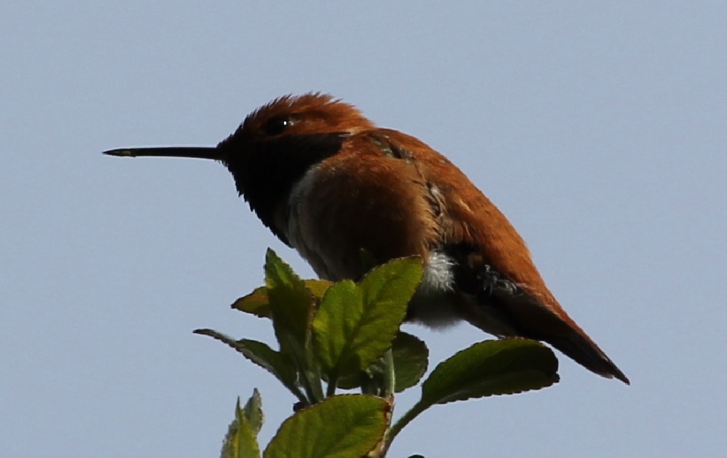 Rufous Hummingbird - ML569373091