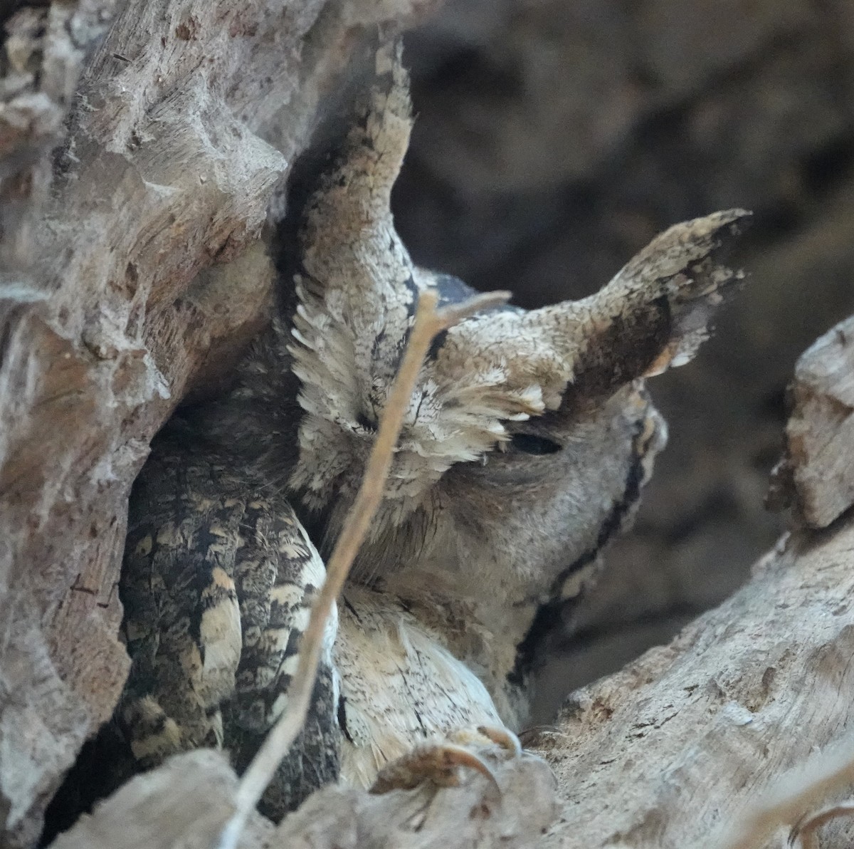 Indian Scops-Owl - ML569373251