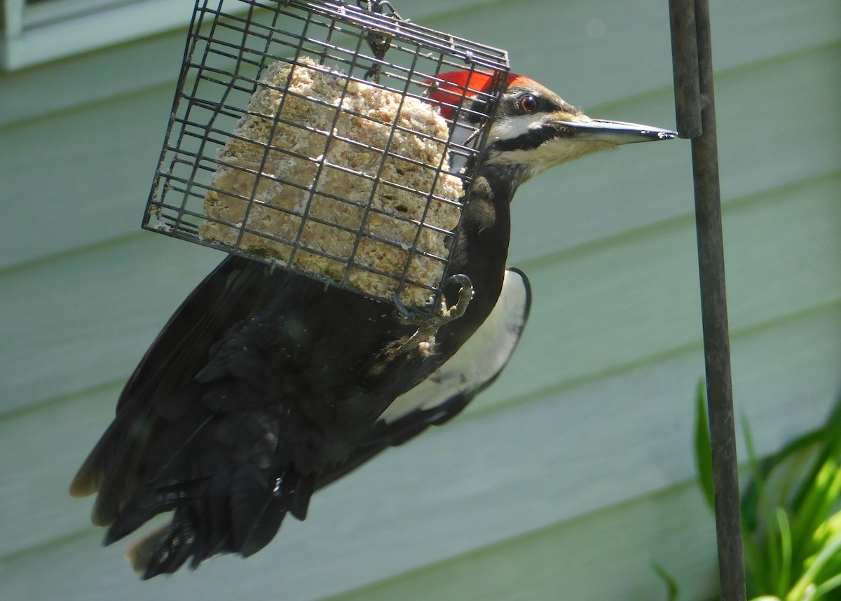 Pileated Woodpecker - Don Nussbaum