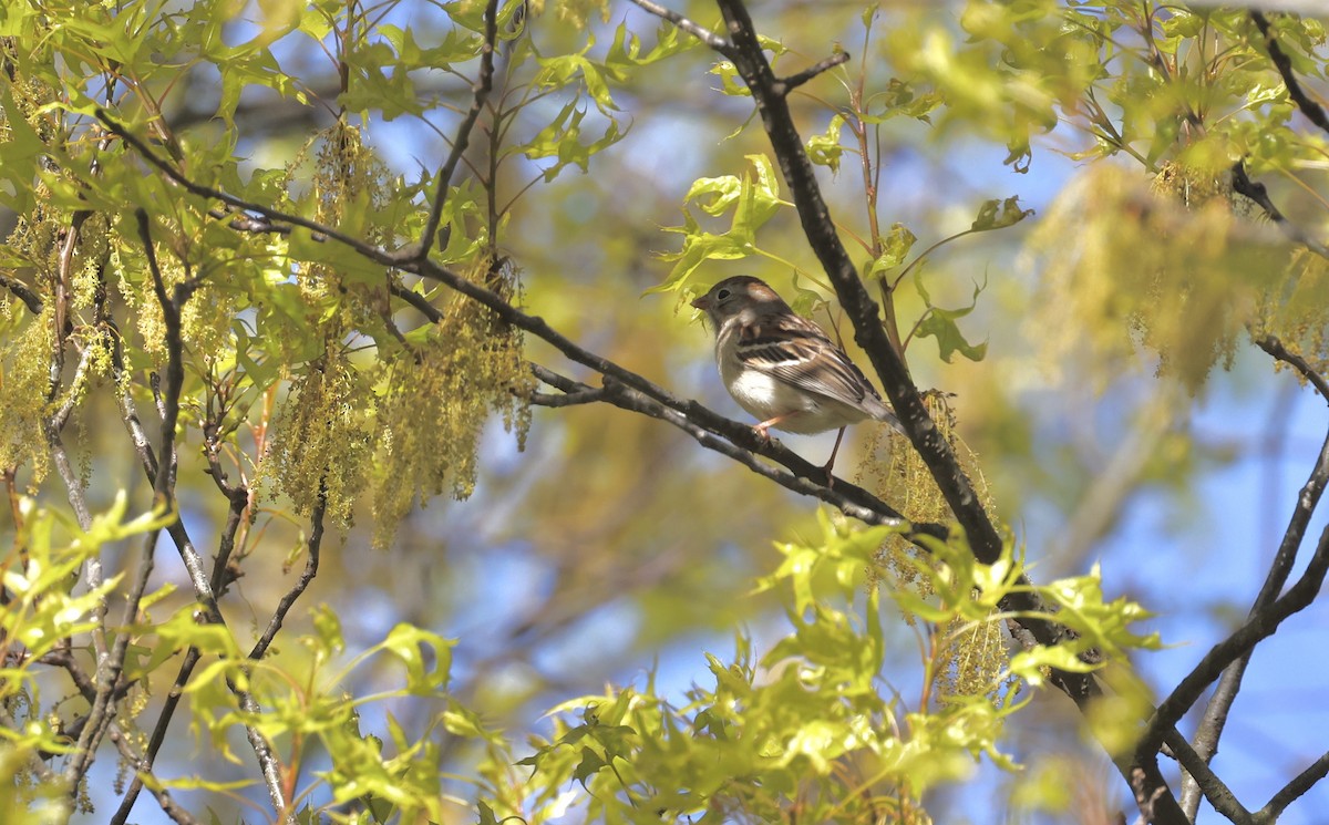 Field Sparrow - ML569374061