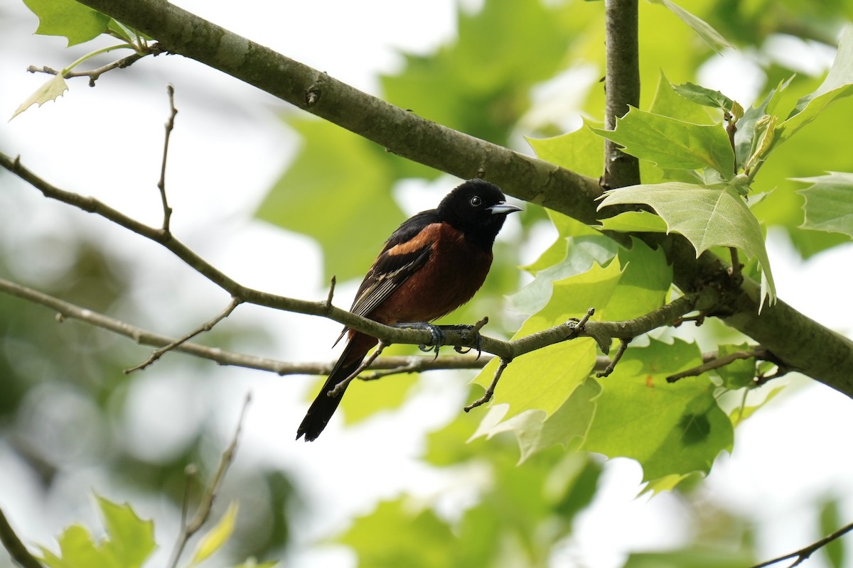 Orchard Oriole - ML569375681