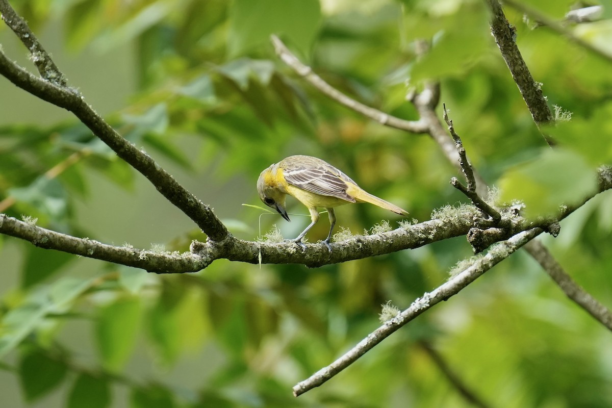 Orchard Oriole - ML569375691