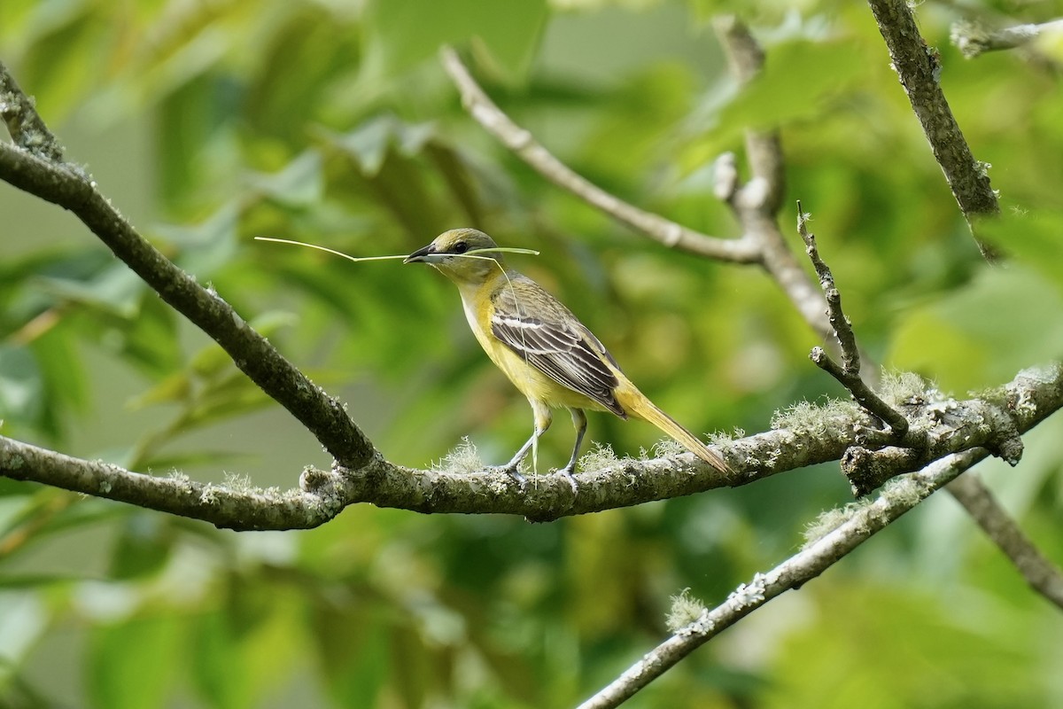 Orchard Oriole - ML569375721