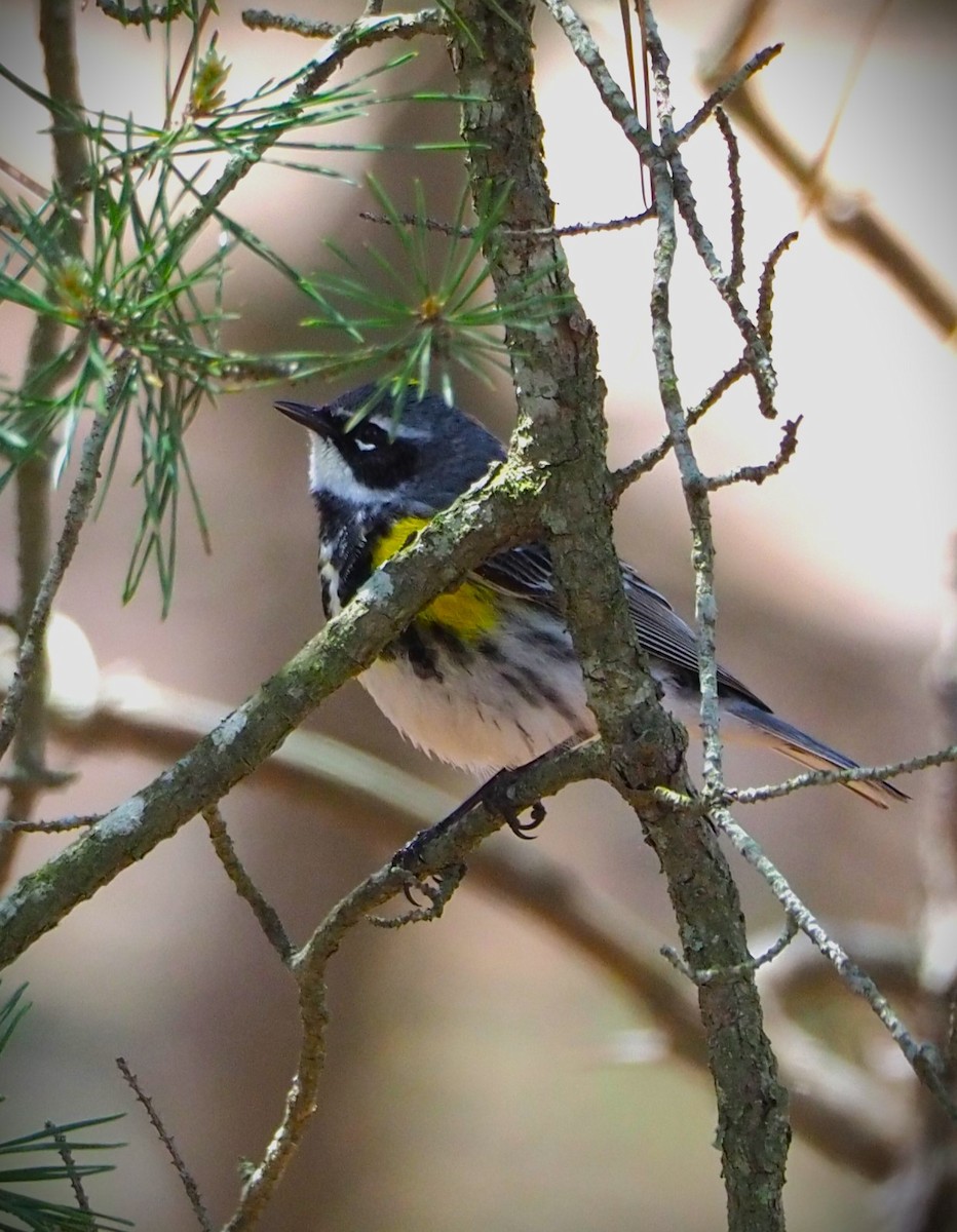 Paruline à croupion jaune (coronata) - ML569375771