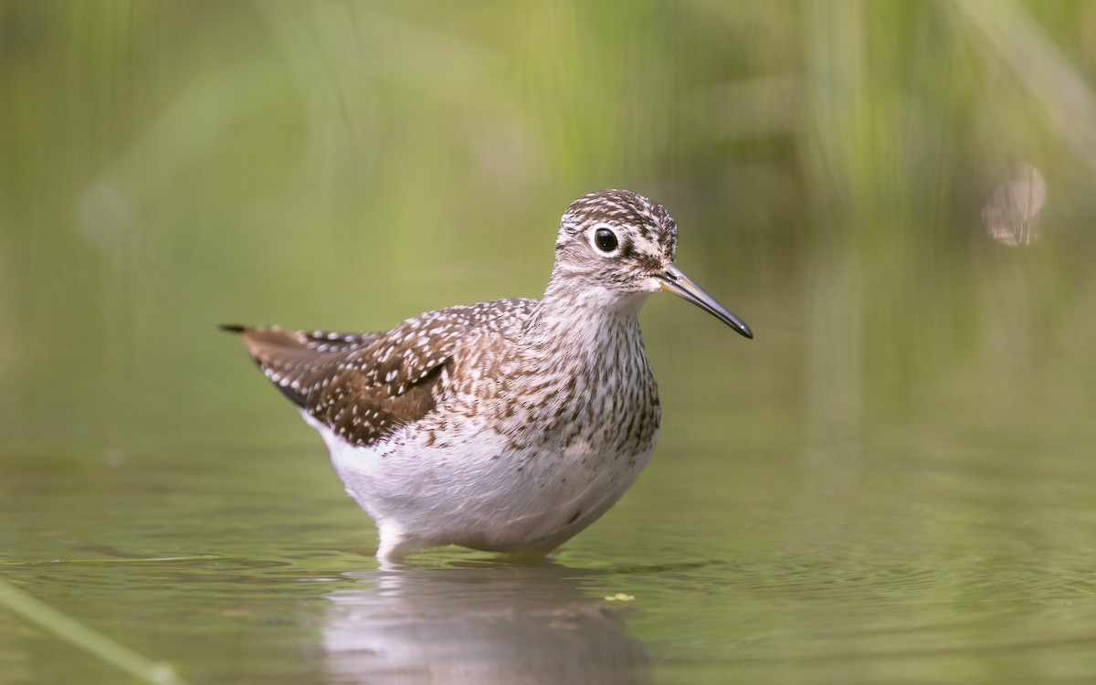 Solitary Sandpiper - ML569375941