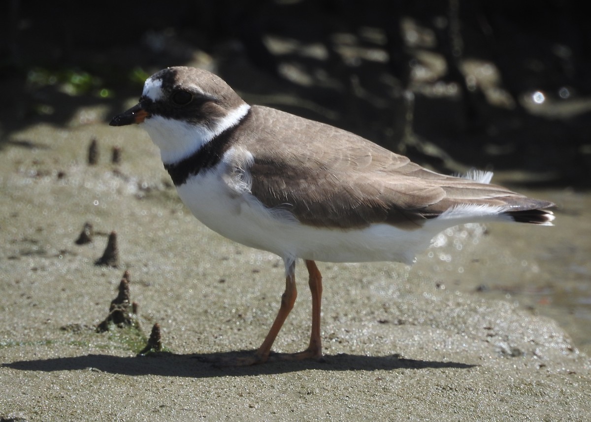 Semipalmated Plover - ML569377461