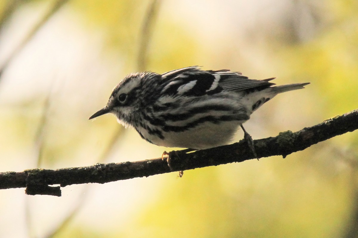 Black-and-white Warbler - ML569377521