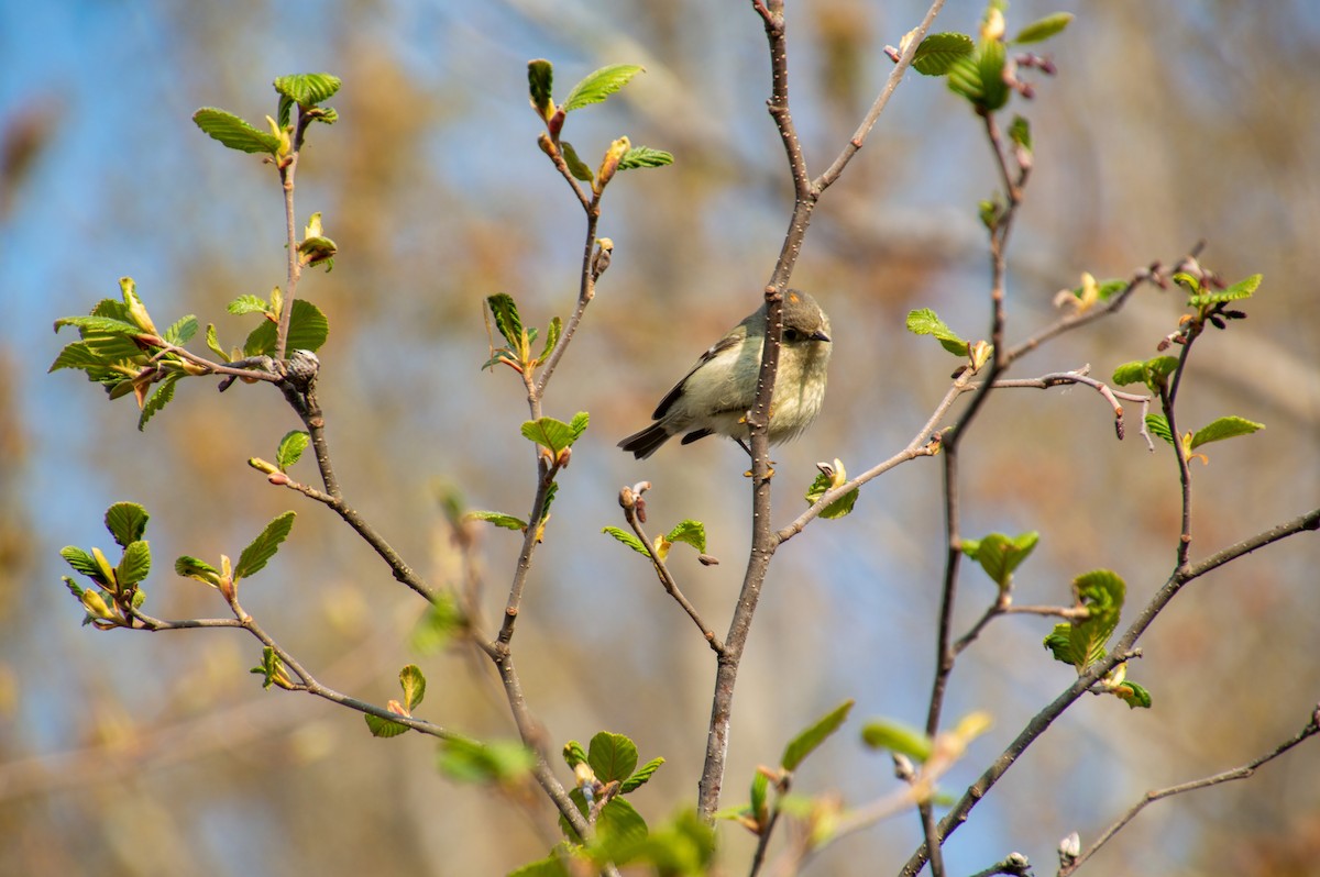 Ruby-crowned Kinglet - ML569378321