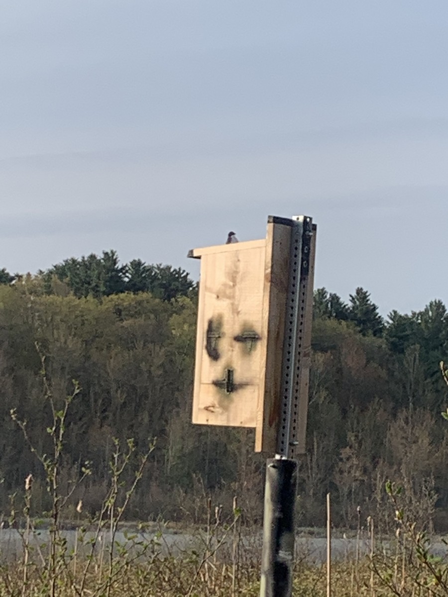 Tree Swallow - ML569378601