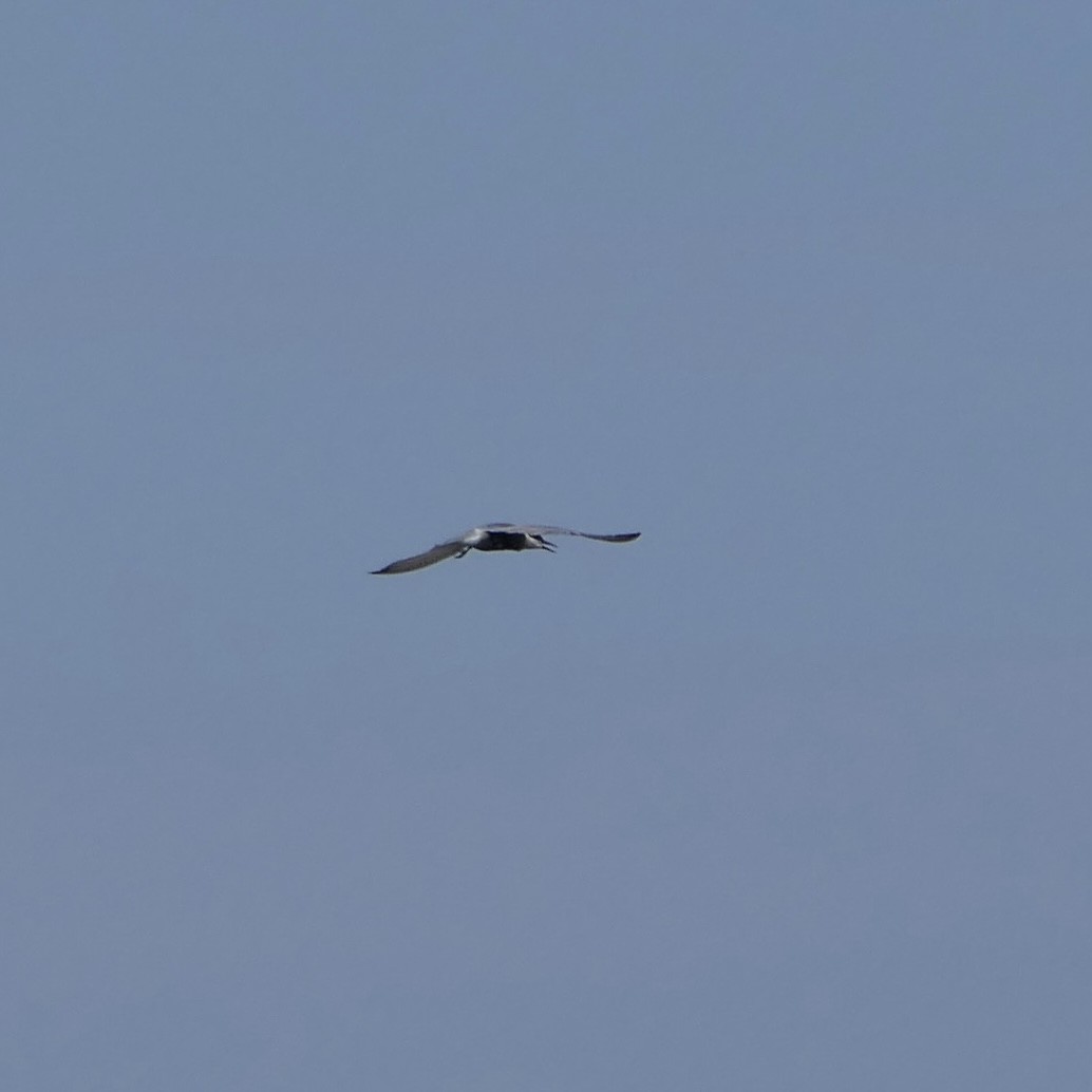 Whiskered Tern - ML569379141