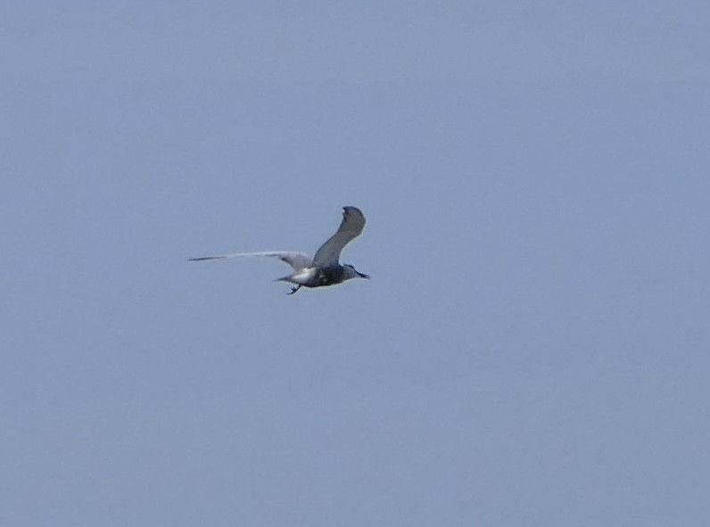 Whiskered Tern - ML569379151