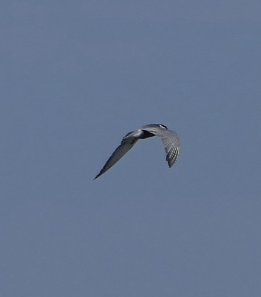 Whiskered Tern - ML569379161