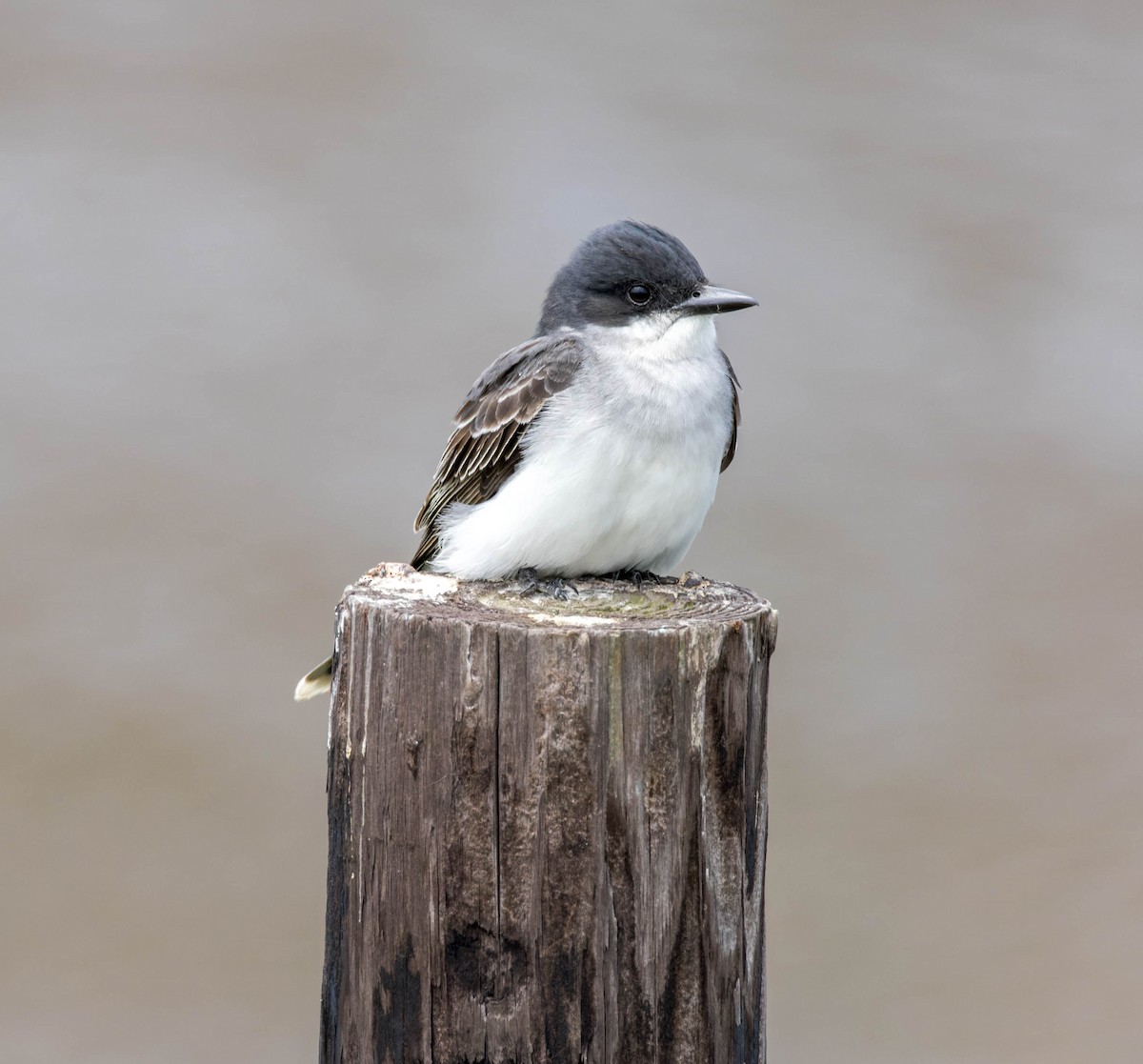 Eastern Kingbird - Michael Millner