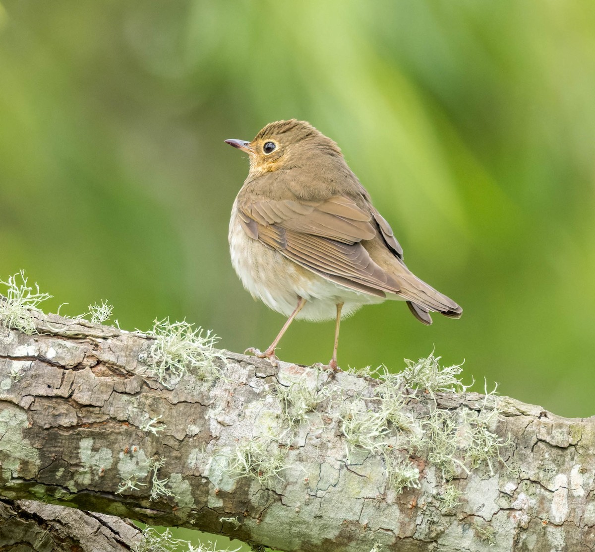 Swainson's Thrush - Michael Millner