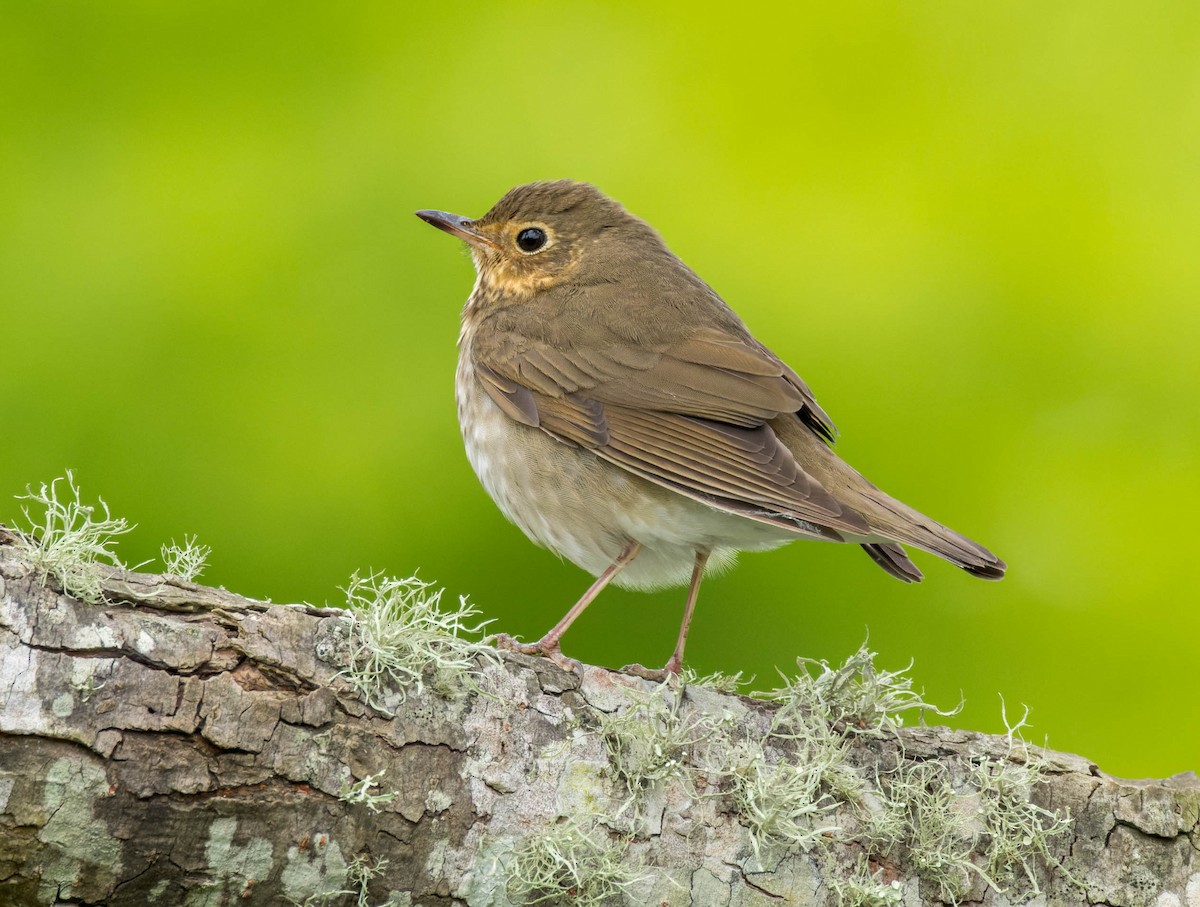 Swainson's Thrush - Michael Millner