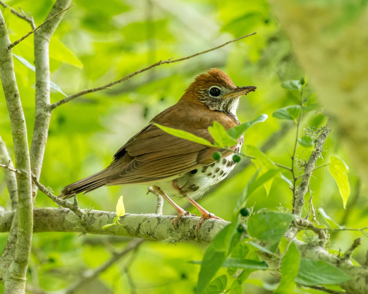 Wood Thrush - ML569379541