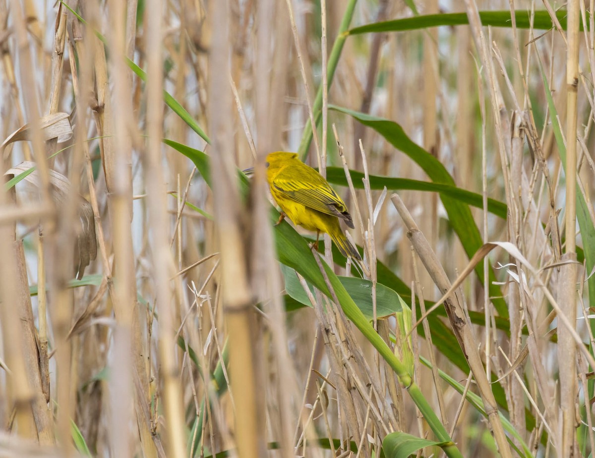 Yellow Warbler - Michael Millner