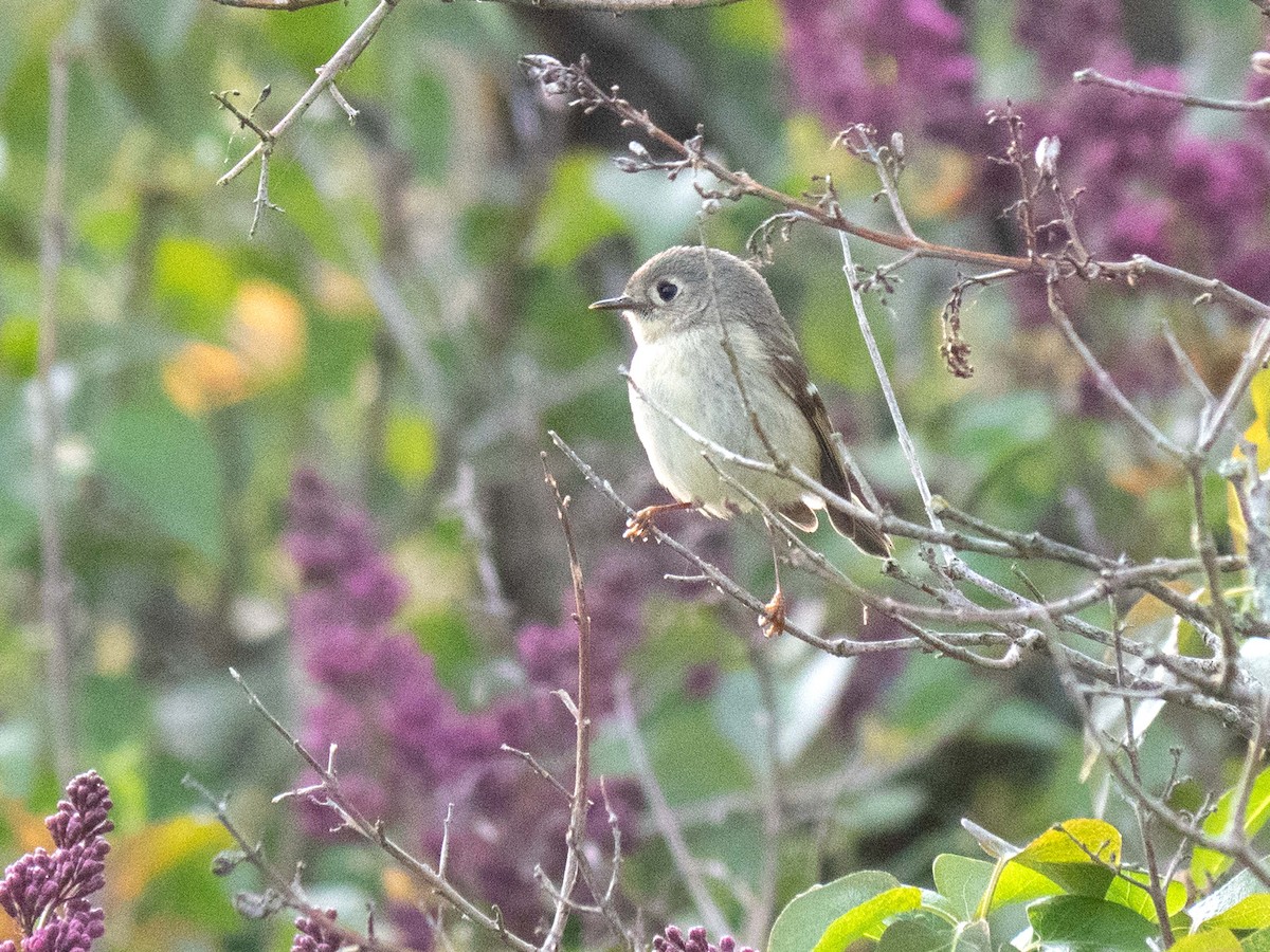 Ruby-crowned Kinglet - ML569381141