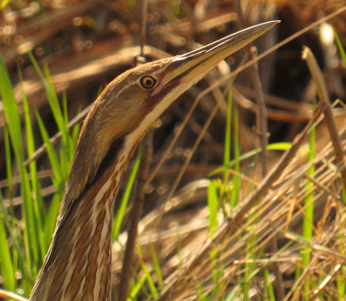 American Bittern - ML569381431