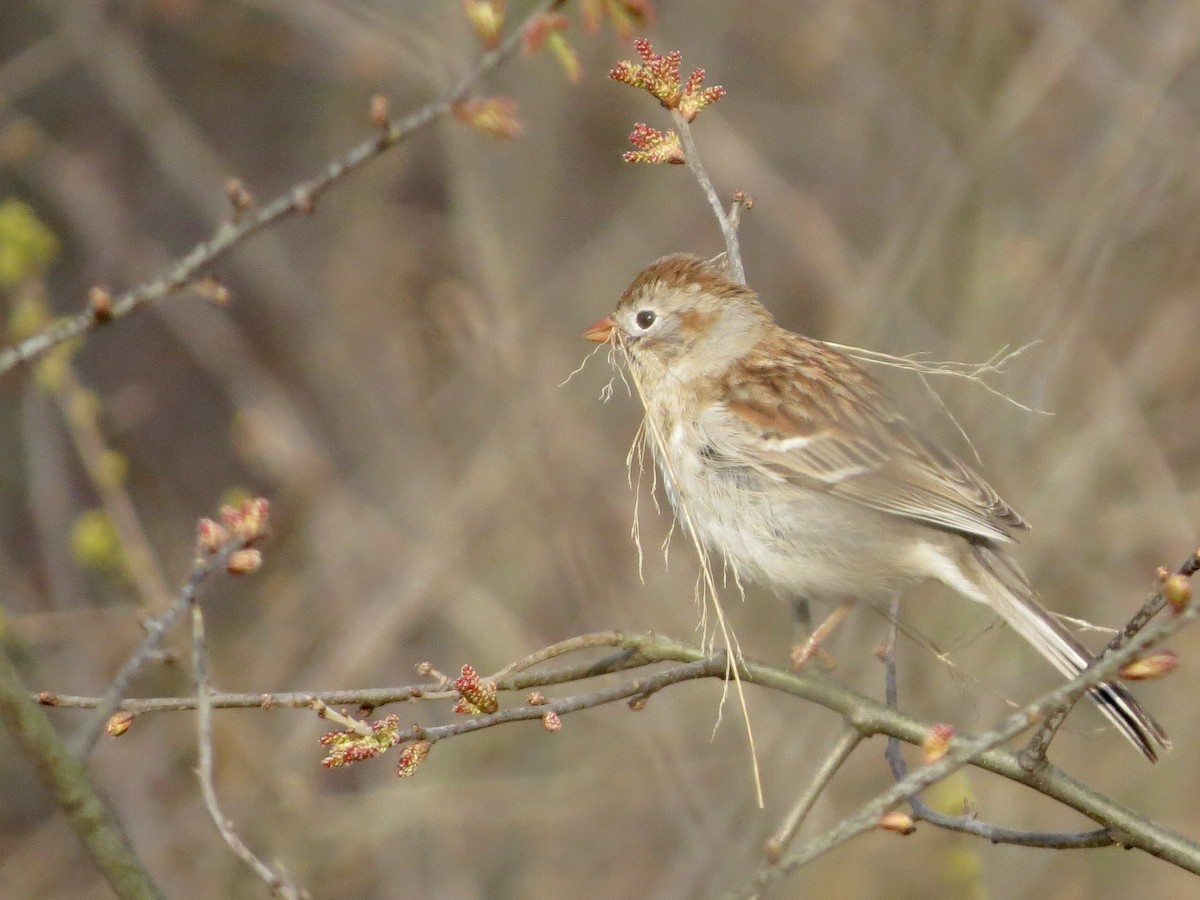 Field Sparrow - ML569382591