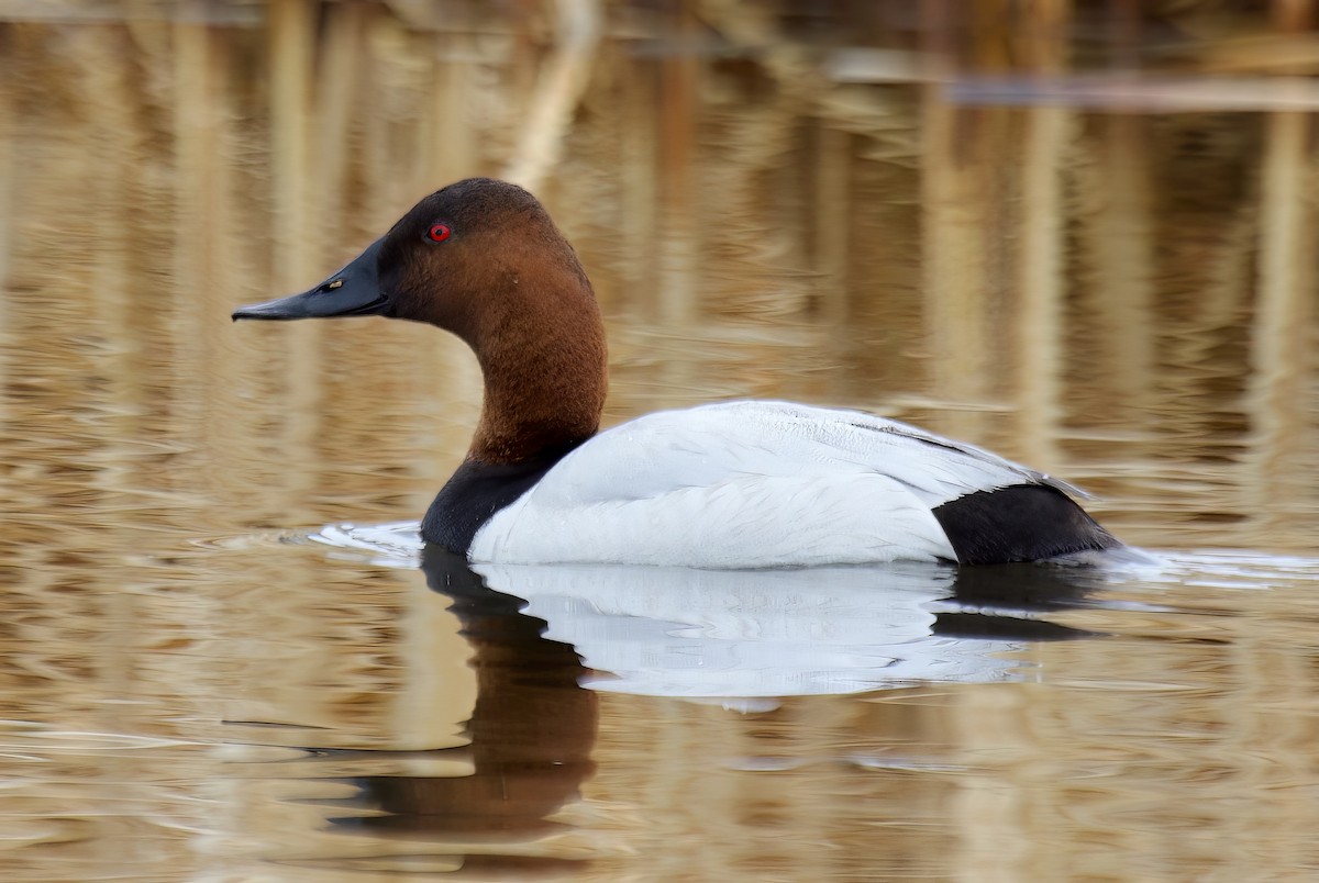 Canvasback - ML569382661