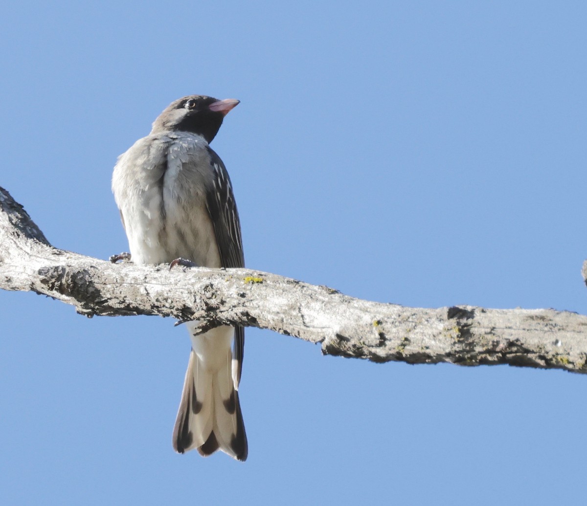 Greater Honeyguide - Garret Skead