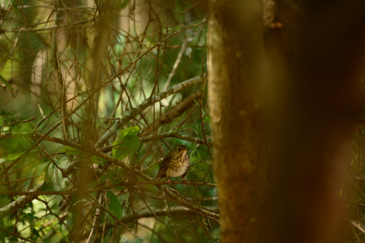 Gray-cheeked Thrush - ML569385271