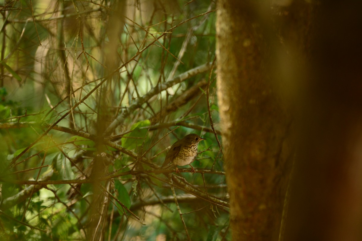 Gray-cheeked Thrush - ML569385281