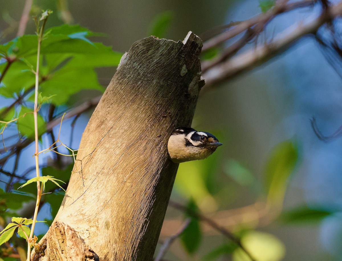 Downy Woodpecker - ML569387411