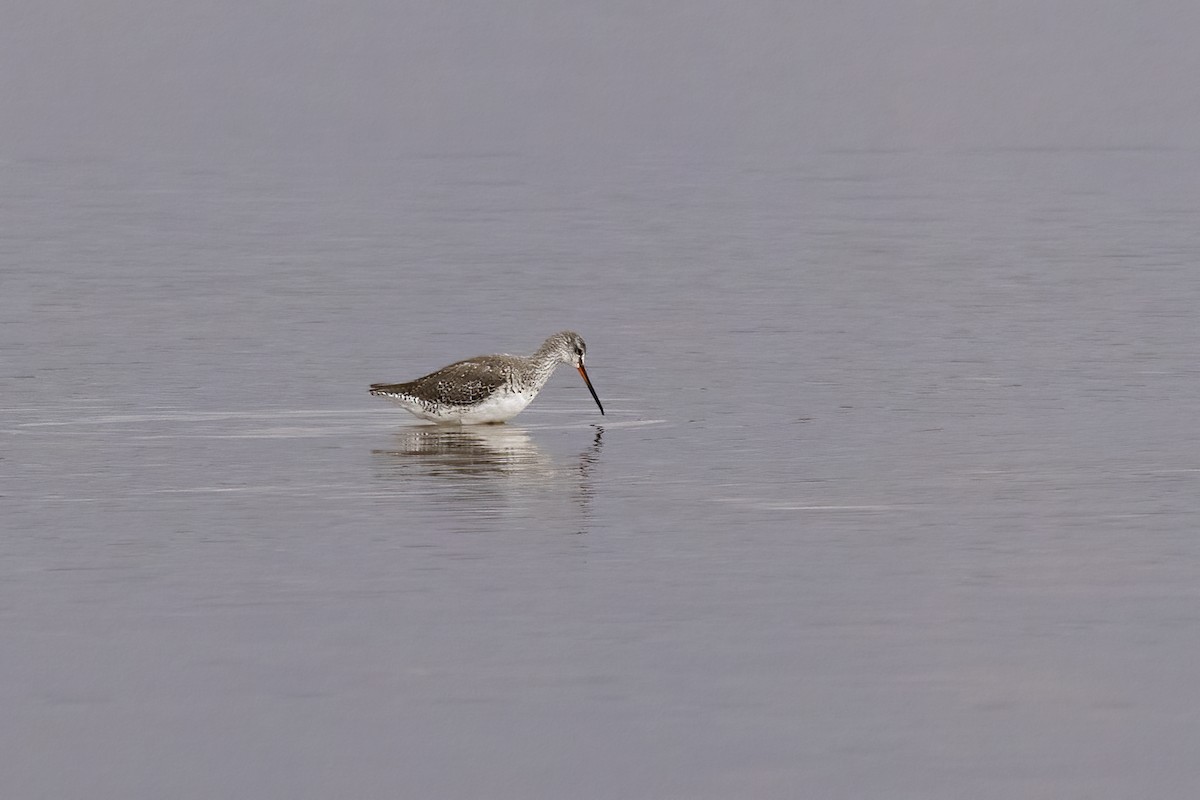 Spotted Redshank - ML569389071
