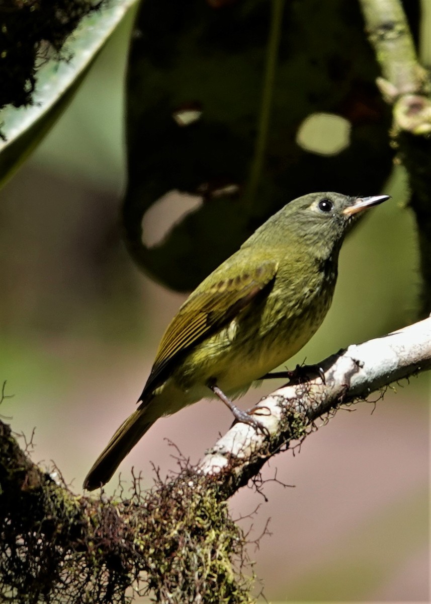 Olive-striped Flycatcher - Alvaro Rojo