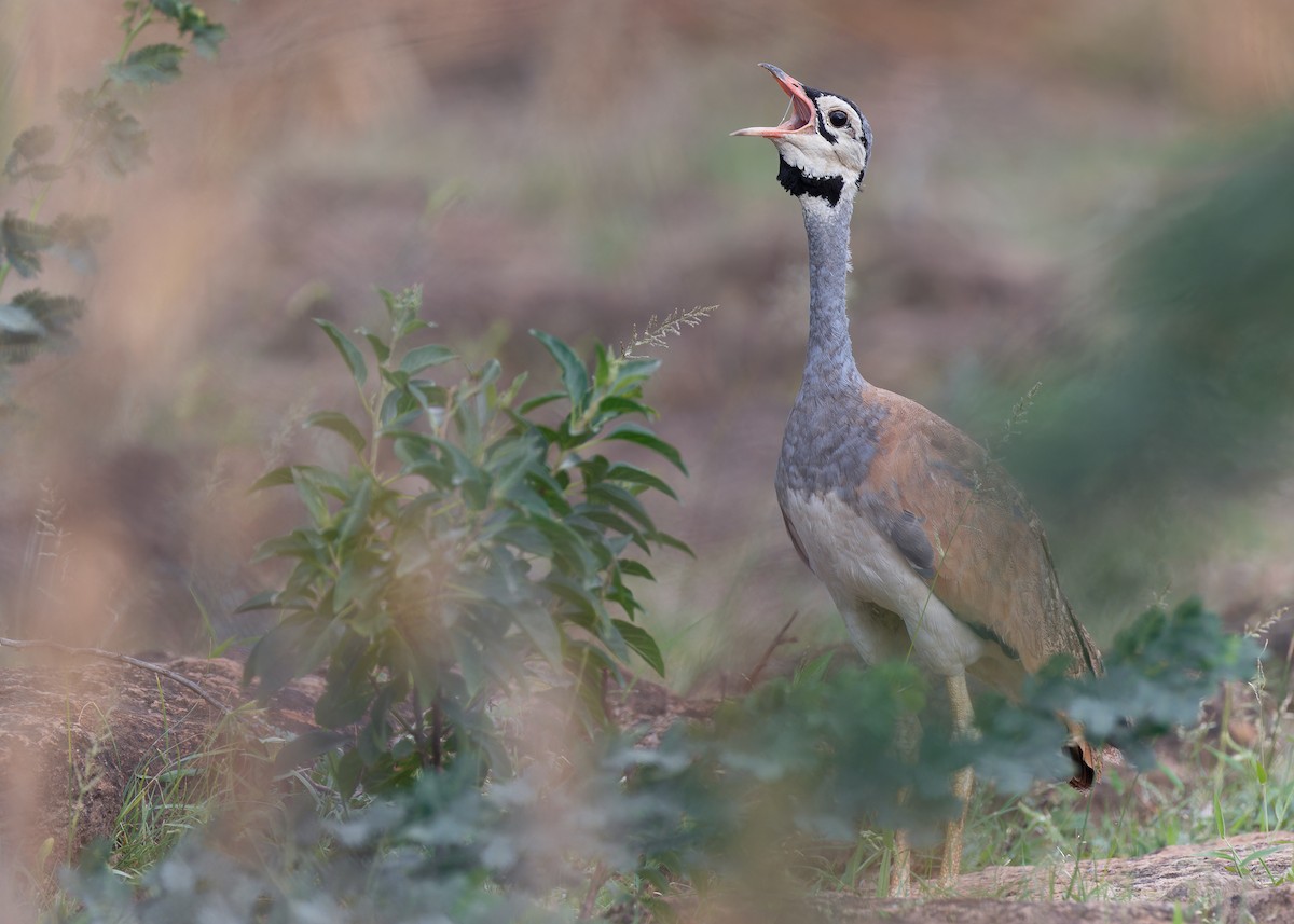 セネガルショウノガン（senegalensis グループ） - ML569389951