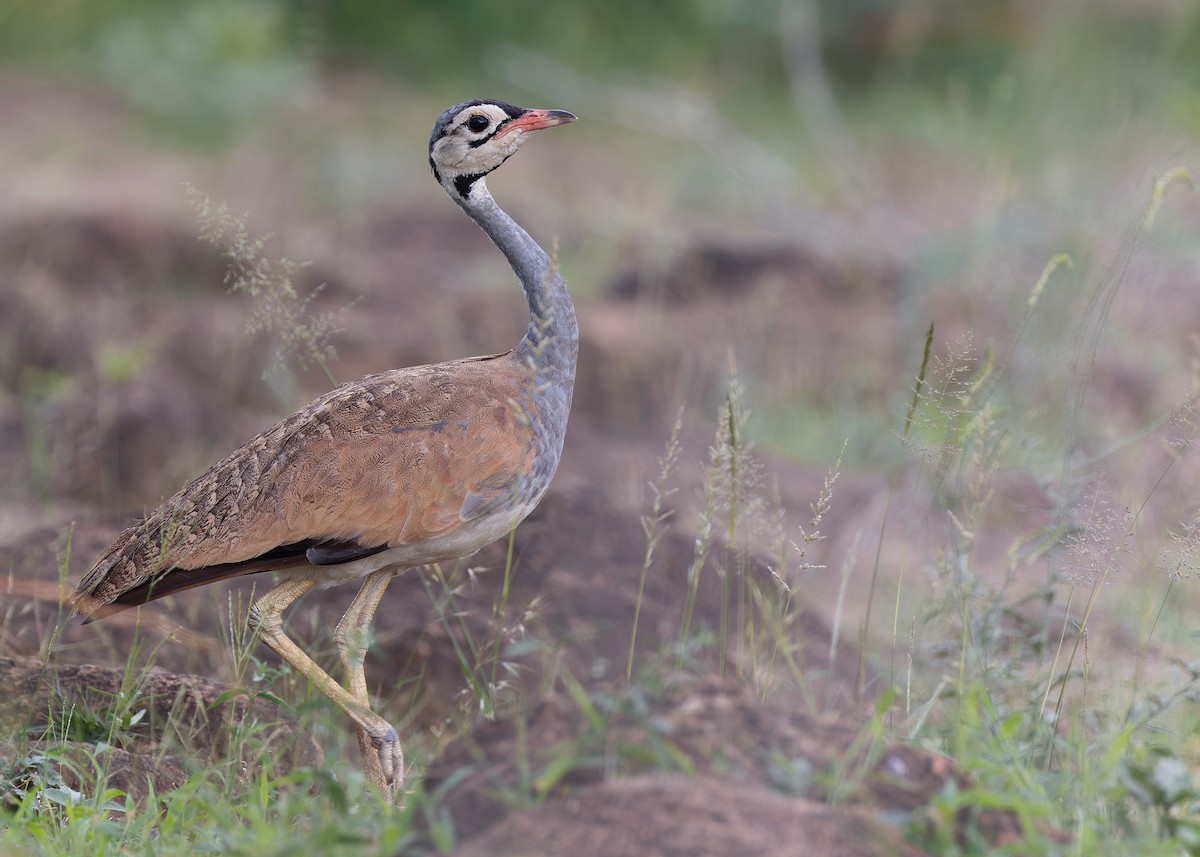 White-bellied Bustard (White-bellied) - ML569389971