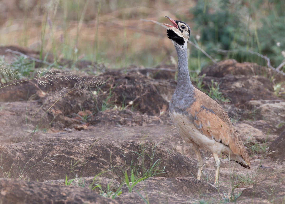 White-bellied Bustard (White-bellied) - ML569389981