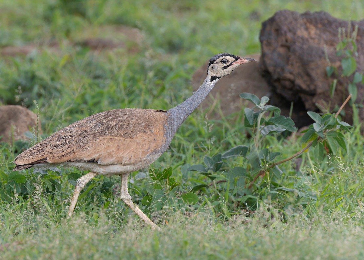 White-bellied Bustard (White-bellied) - ML569390031