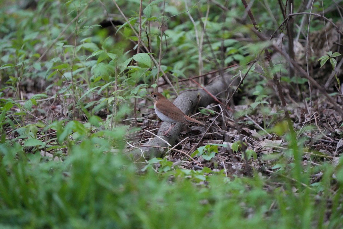 Veery - ML569390201